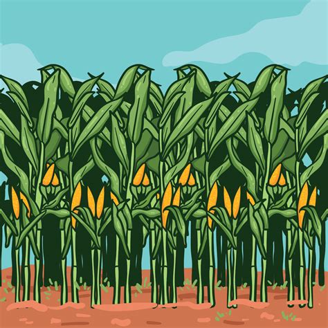 corn stalks  farm illustration  vector art  vecteezy