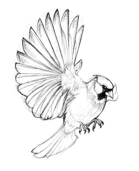 bird  flight drawing  getdrawings
