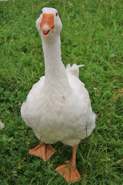 filebohoniki domesticated goose jpg