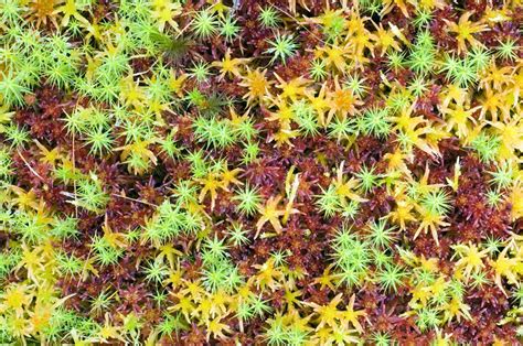 peat moss sphagnum sp stock image  science photo library