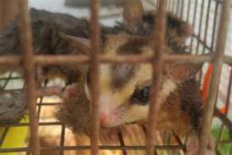 fundraiser  laura rouser severely neglected sugar gliders