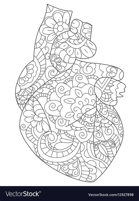 anatomical heart coloring book  adults vector image