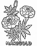 Coloring Marigold Pages Flowers Flower Printable Kids Print Topcoloringpages Sheets Marigolds Popular sketch template