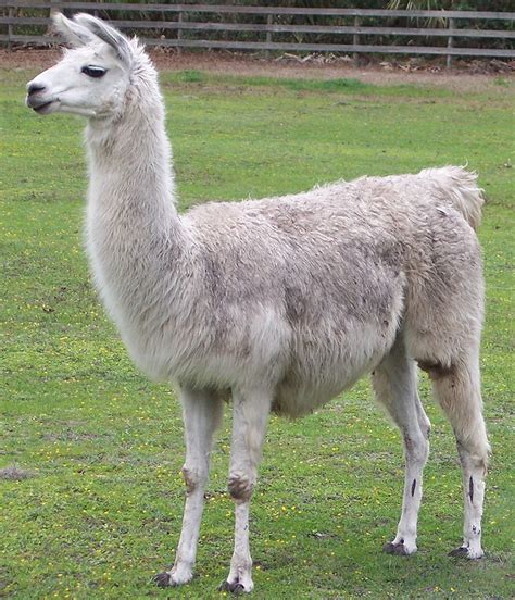 llama mount onverse forums