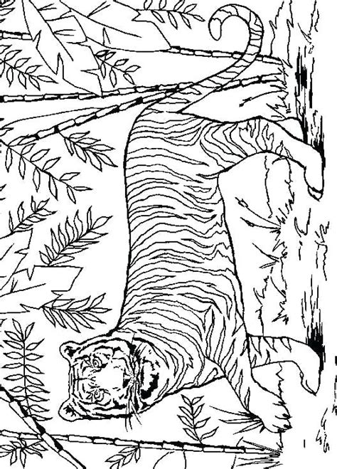 lsu coloring page images     coloring