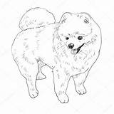 Pomeranian Afbeeldingsresultaten sketch template