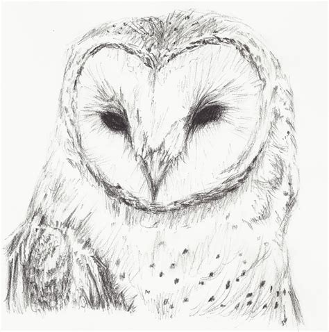simple owl sketch  paintingvalleycom explore collection  simple