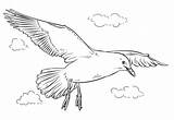 Seagull Coloring Flight Printable Categories sketch template