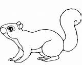 Squirrel Everfreecoloring sketch template