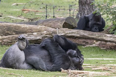 gorilla beekse bergen ouwesok flickr