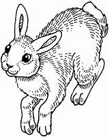 Hopping Coloring Bunny Pages Awesome Kidsplaycolor Color Kids sketch template