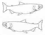 Chinook Coho Coloringbay sketch template