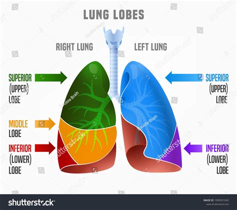 lobes   lungs images stock   objects