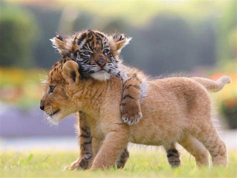cute lion and tiger cubs appear to be best friends in adorable pictures
