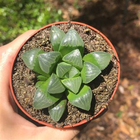plant id   plants