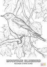 Bluebird Coloringbay sketch template