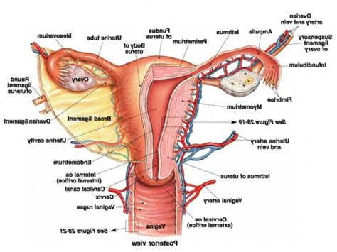Female Anatomy Diagram