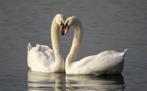 heartless driver  killed scots villages pair  swans  sped  blasted  locals