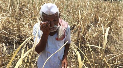 farmers suicides highest  maharashtra  loan waiver reform measures india news