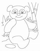 Coloring Panda Pages Bear Getcolorings sketch template