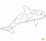 Coloring Whale Killer Orca Pages Kids Printable Color Drawing Beluga Template Whales Getcolorings Realalistic Online Supercoloring Fresh Print Drawings 1080px sketch template