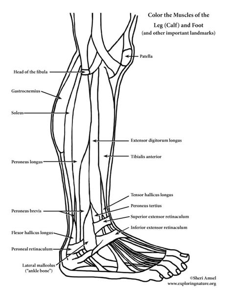 muscles   leg  foot coloring