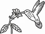 Hummingbird Drawing Line Simple Easy Flower Birds Silhouette Tattoo Outline Drawings Bird Humming Flowers Hummingbirds Clipart Sketch Getdrawings Paintingvalley Animals sketch template