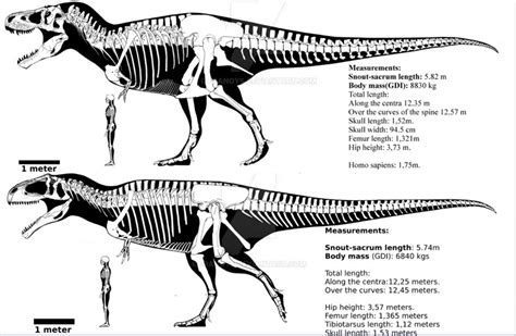 tyrannosaurus  giganotosaurus size comparison photo   xxx hot girl
