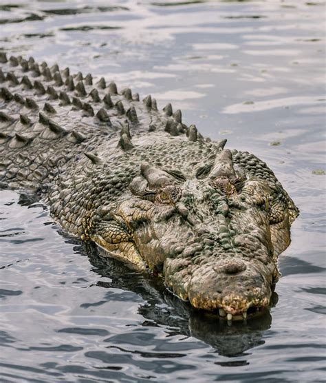 crocodile  water stock image image  powerful danger