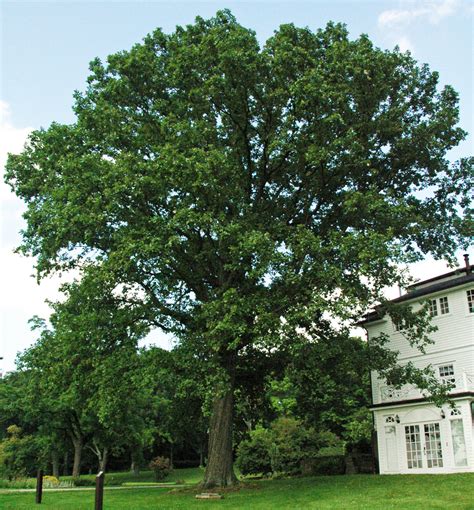 common types  oak trees  iowa progardentips