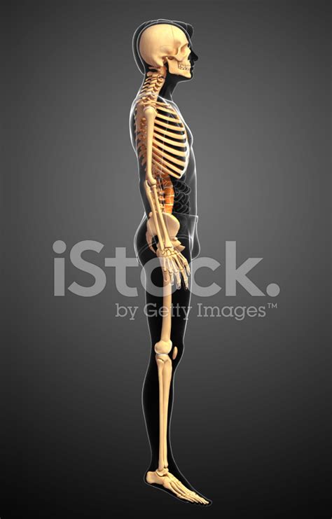 human skeleton side view stock photo royalty  freeimages