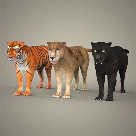 Tiger Lion Black Leopard Collection 3d Model In Wildlife