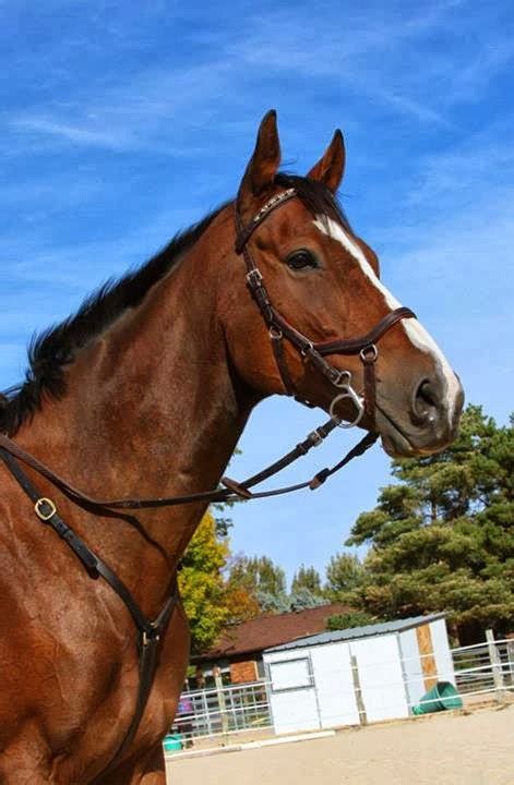 sprinklerbandits micklem competition bridle review