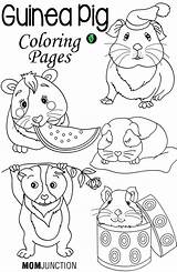 Guinea Pig Coloring Pages Cute Printable Pigs Choose Board Print Care sketch template