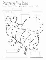 Bees Printable Bee Bumble Parts Worksheets Activities Kids Activity Color Coloring Preschool Sheets Cleverlearner Kid Colour Choose Board sketch template