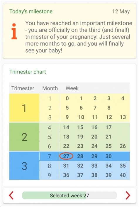 pregnancy timeline