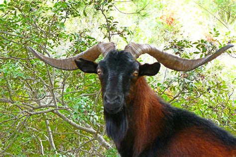 photo wild goat animal brown goat   jooinn
