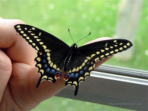 black butterfly wallpaper funny animal