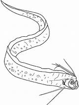 Oarfish Coloring Eel sketch template
