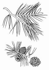 Pine Coloring Pages Sosna sketch template