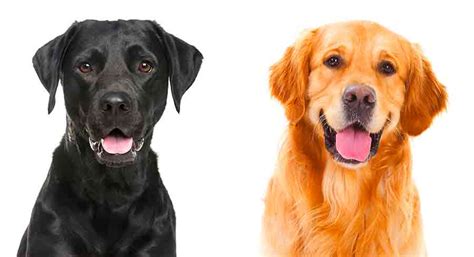 black lab golden retriever mix temperament traits  puppies