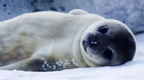 pin na doske lethal leopard seals