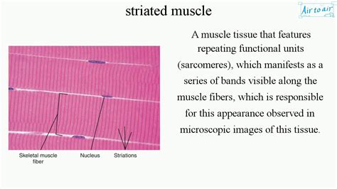 striated muscle english medical terminology  medical students