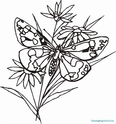 simple butterfly coloring page beautiful simple butterfly coloring