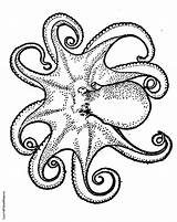 Coloring Octopus Pages Printable Realistic Color Colouring Drawing Print Printables Book Kids Adult Getdrawings Clipartmag Drawings Getcolorings sketch template
