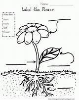 Coloring Plant Plants Pages Parts Popular Gif sketch template