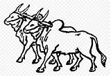 Ox Buey Bullock Oxen Wagon Mula Bovine Ganado Klipartz Webstockreview sketch template