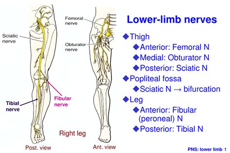 innervations   limb muscles simplified gross anatomy unn