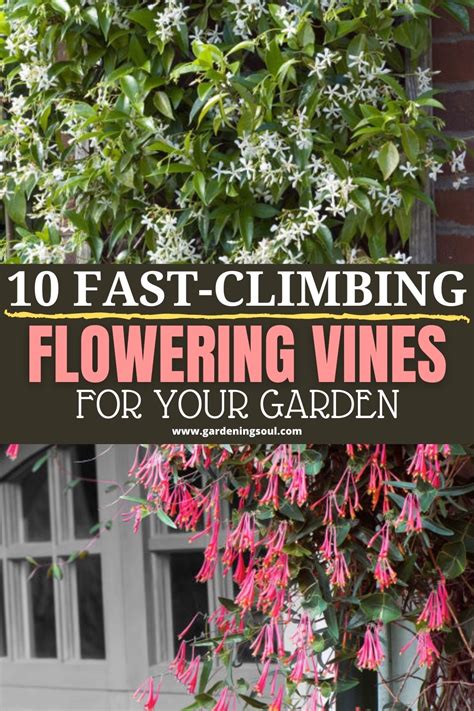 fast climbing flowering vines   garden