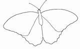 Butterfly Morpho Outline Blue Drawing Sketch Coloring Template Simple Paintingvalley Easy Templates Pages Silhouette Choose Board sketch template